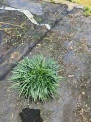 Dwarf Mondo Grass- 1 gal.