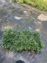 Dwarf Mondo Grass- Flats