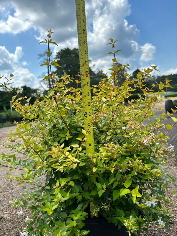 Francis Mason Golden Variegated Abelia- 3 gal.