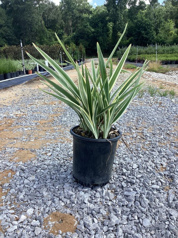 Var. Flax Lily (Dianella)- 1 gal.