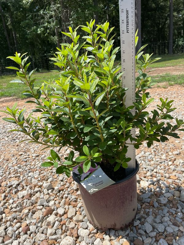 Autumn Twist Encore Azalea- 3 gal.