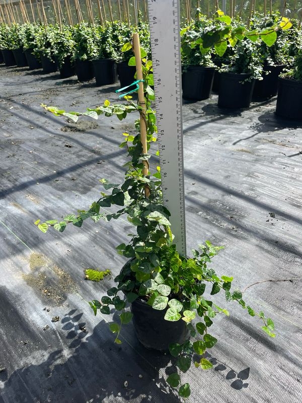 Fig Ivy (Climbing)- 1 gal.