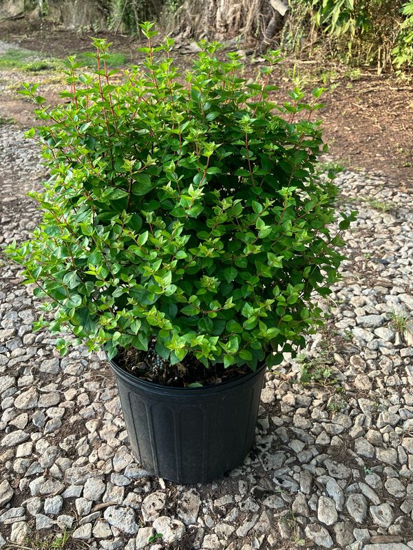 Rose Creek Abelia- 3 gal.
