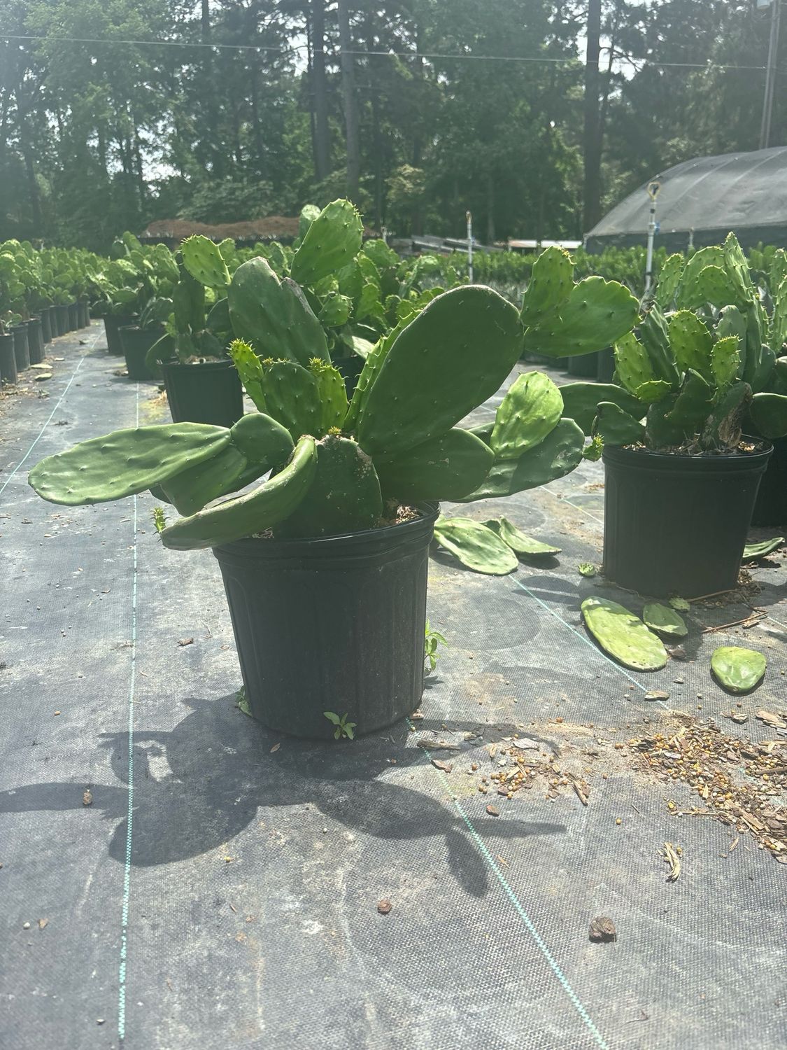 Prickly Pear Cactus- 3 gal.