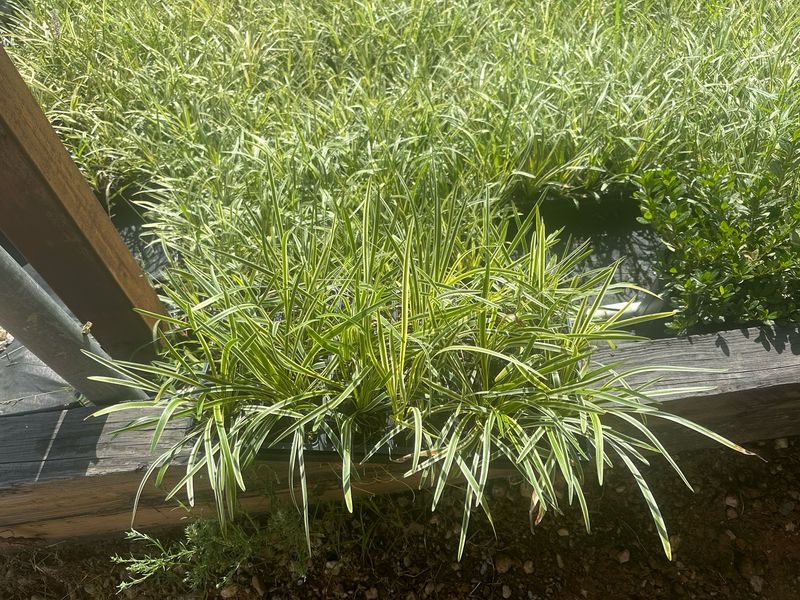 Var. Liriope- Flats