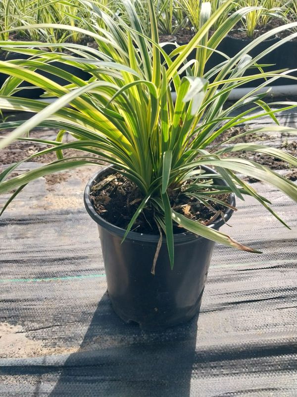 Var. Liriope- 1 gal.