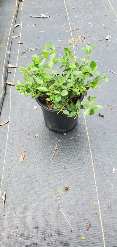 New Gold Lantana- 1 gal.
