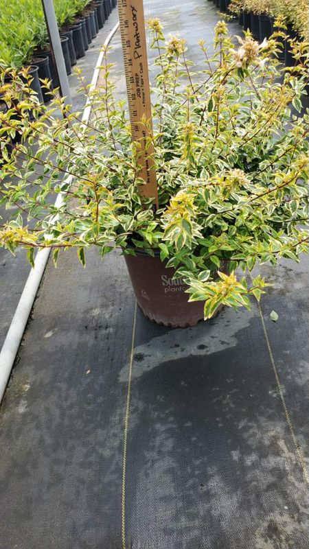 Kaleidoscope Abelia- 3 gal.