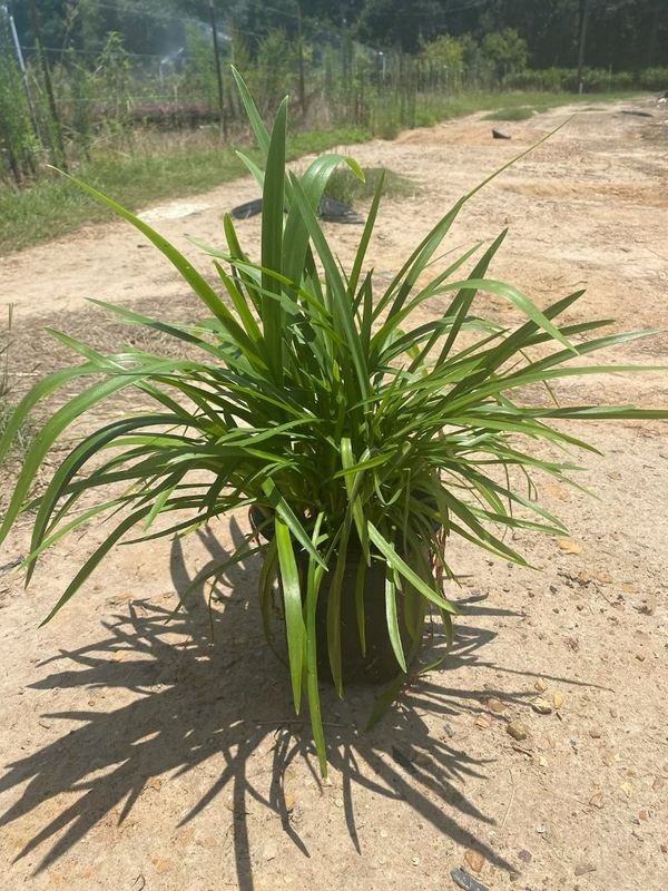 Elaine Agapanthus (Lily of the Nile)- 1 gal.