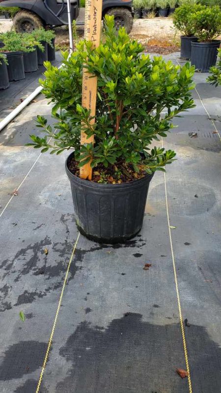 Fashion Azalea- 3 gal.