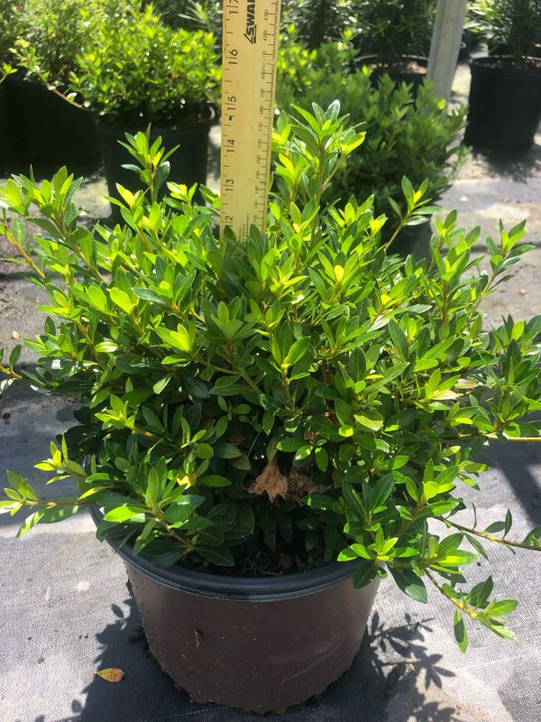 Chinzan Azalea- 3 gal. Chinzan Azalea- 3 gal.