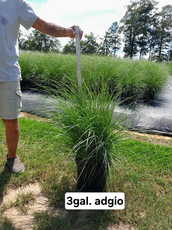 Adagio Miscanthus Maiden Grass- 3 gal. Adagio Miscanthus Maiden Grass- 3 gal.