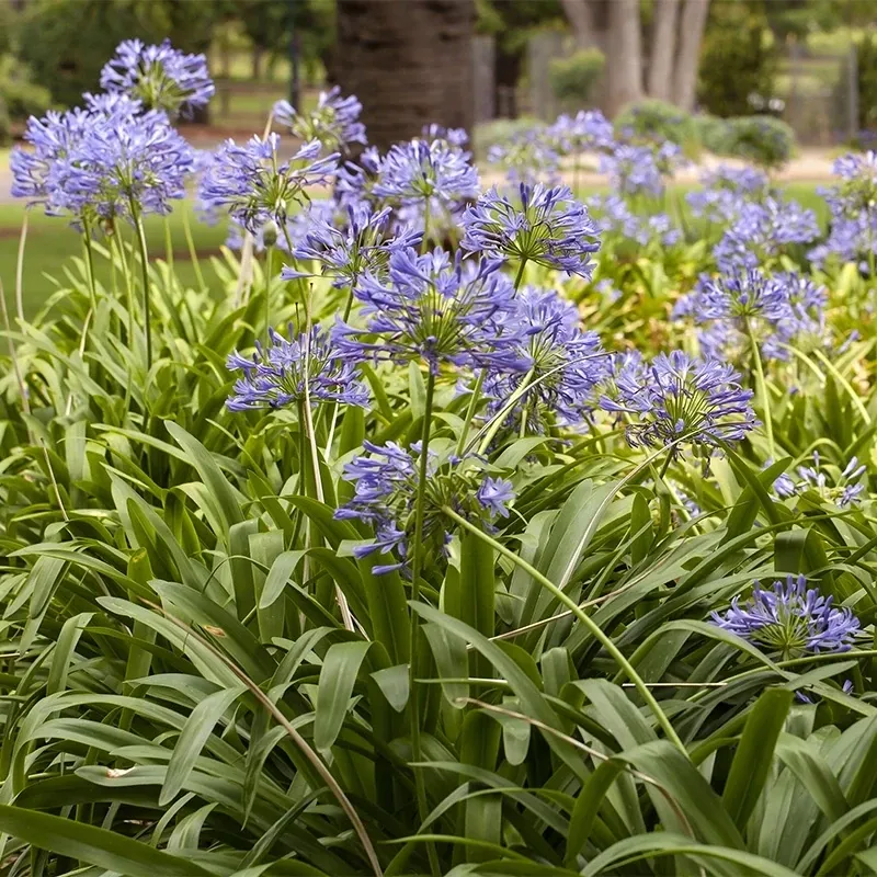 Blue Agapanthus (Lily of the Nile)- 3 gal.