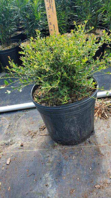 Dwarf Yaupon Holly- 3 gal. Dwarf Yaupon Holly- 3 gal.