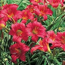 Little Business (Red) Daylily- 1 gal. Little Business (Red) Daylily- 1 gal.