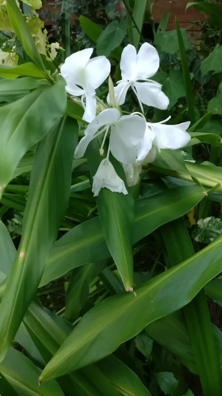 Butterfly Ginger- 3 gal.