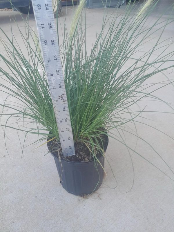 Dwarf Hamlin Grass- 1 gal. Dwarf Hamlin Grass- 1 gal.