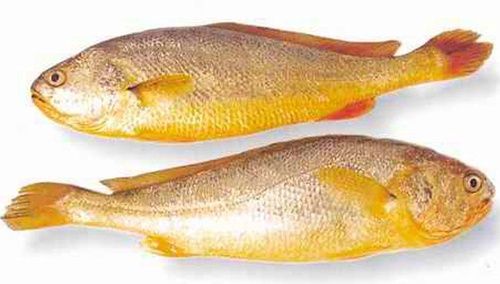 Croacker Yellow Gutted 3Kg