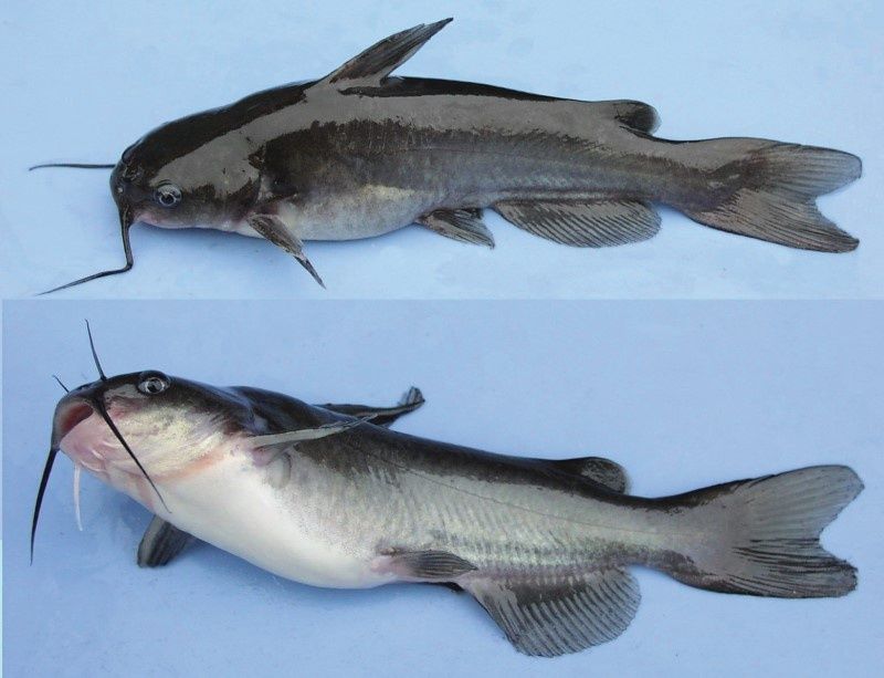 catfish Whole gutted  Per Kilos