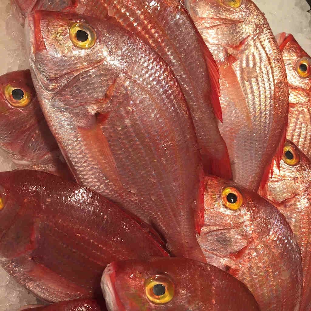 Snapper