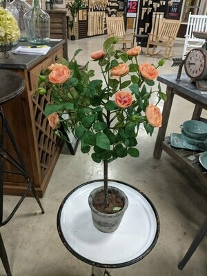 Potted Old Rose Topiary