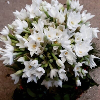 English Flower (Wholesale)