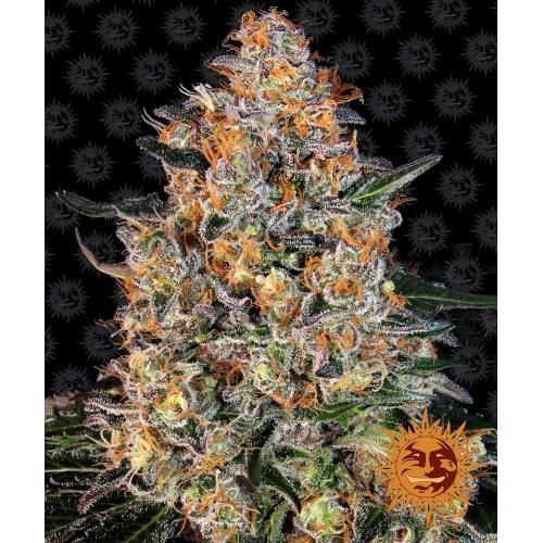 BARNEY'S FARM - BUBBA KUSH FEM - 1-3 Samen