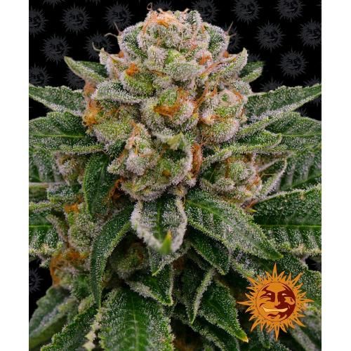 BARNEY'S FARM - SKYWALKER OG AUTO - 1 Samen