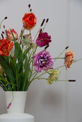 Tulip Pimpernel L