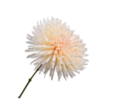 Silk-ka Chrysant tak creme 60 cm