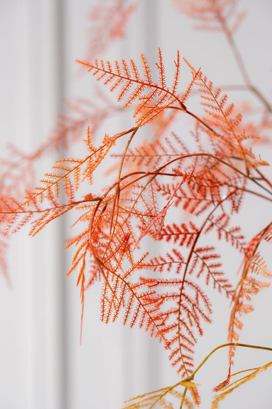 Silk-ka Asparagus tak oranje/bruin 113 cm