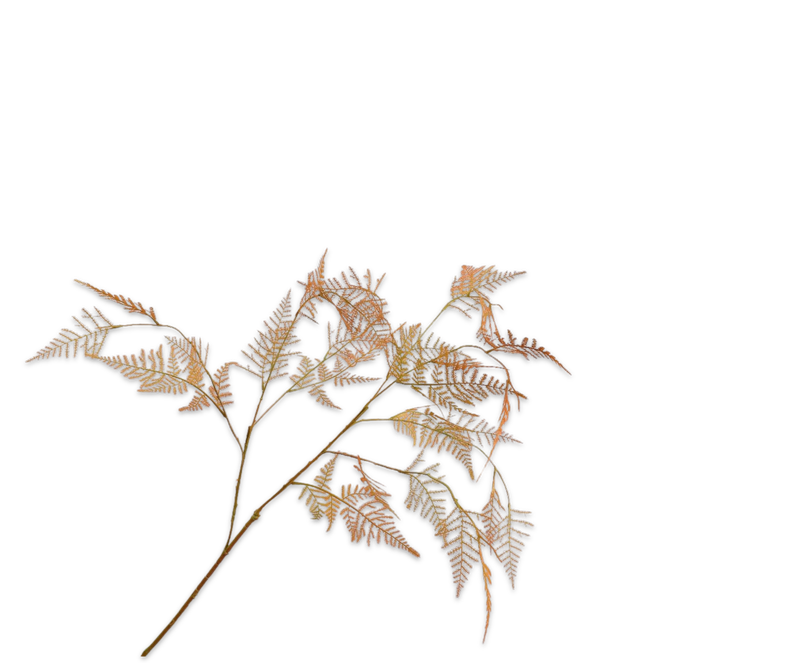 Silk-ka Asparagus tak oranje lt 113 cm