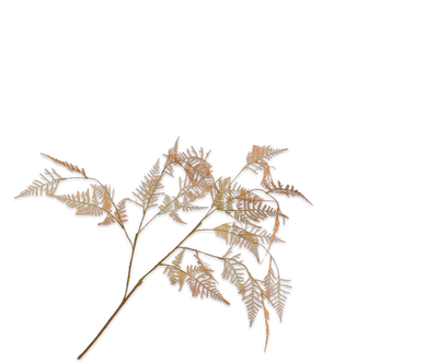 Silk-ka Asparagus tak oranje lt 113 cm