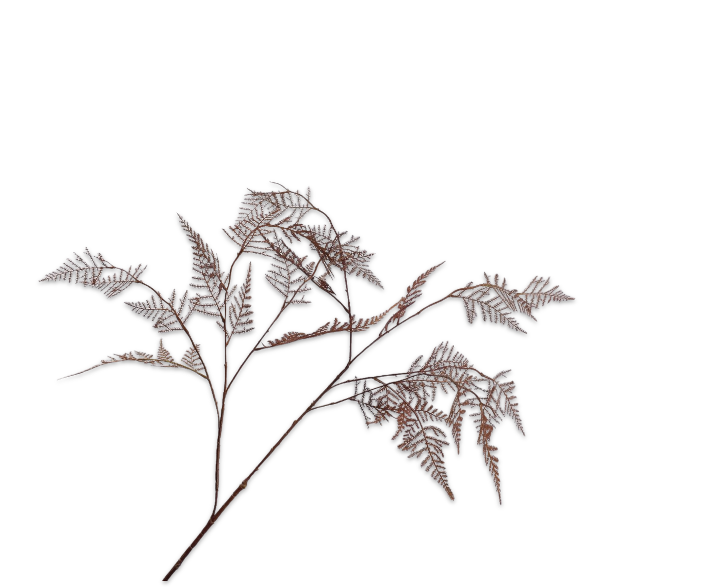 Silk-ka Asparagus tak bruin 113 cm