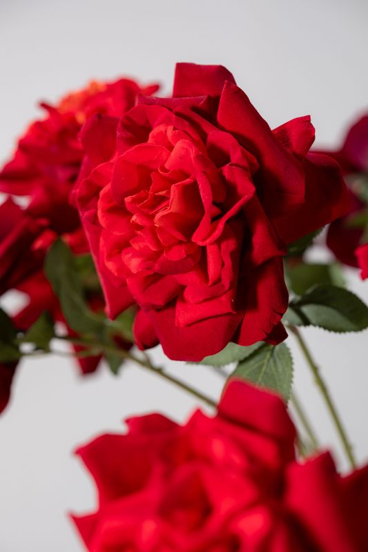 Silk-ka Roos tak rood 102 cm