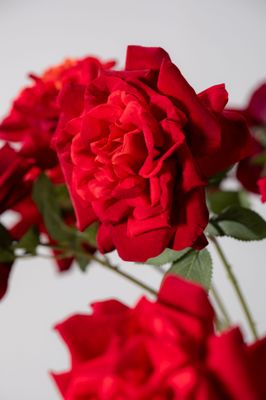 Silk-ka Roos tak rood 102 cm