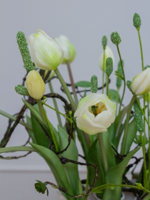 Naturel Tulip XS