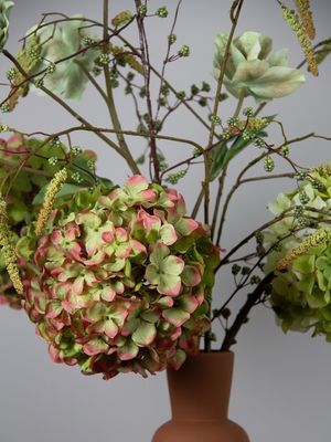Mocca Hortensia S