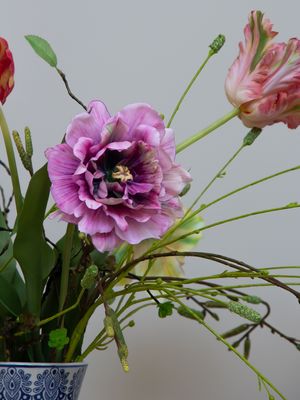 Tulip Dutch Blue S