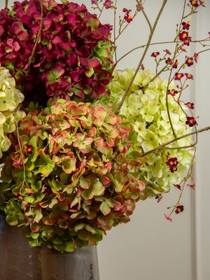 Hydrangea Cloud L