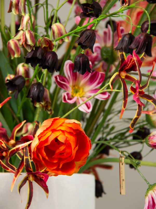 Tulip Estella XL