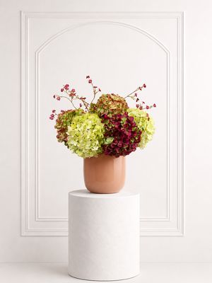 Hydrangea Cloud Peach S