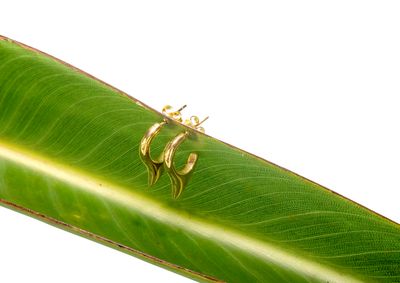 Honey Stud Earrings