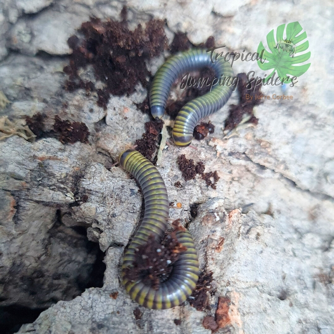 Anadenobolus monilicornis