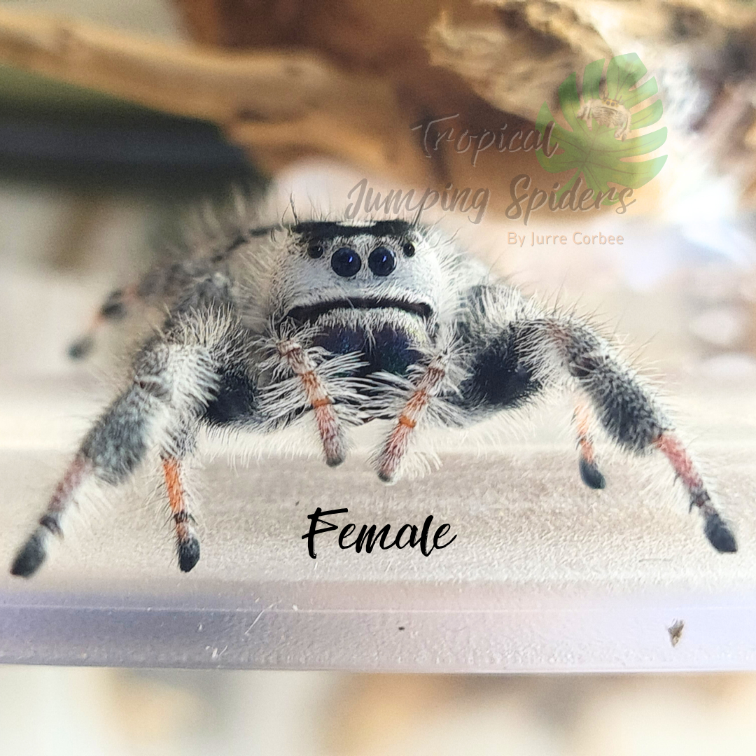 Phidippus Regius Bahamas &quot;White&quot;