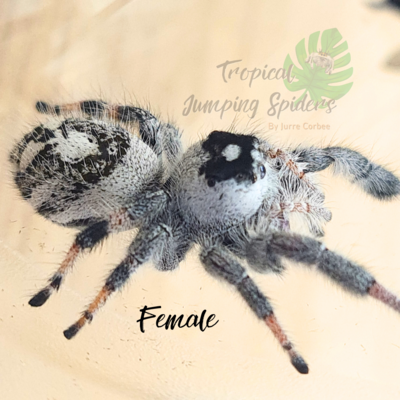 Phidippus Regius Bahamas &quot;White&quot;