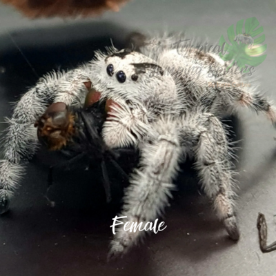 Phidippus Regius Apalachicola
