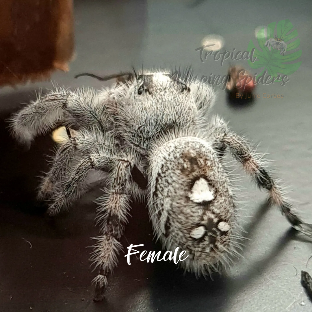 Phidippus Regius Apalachicola