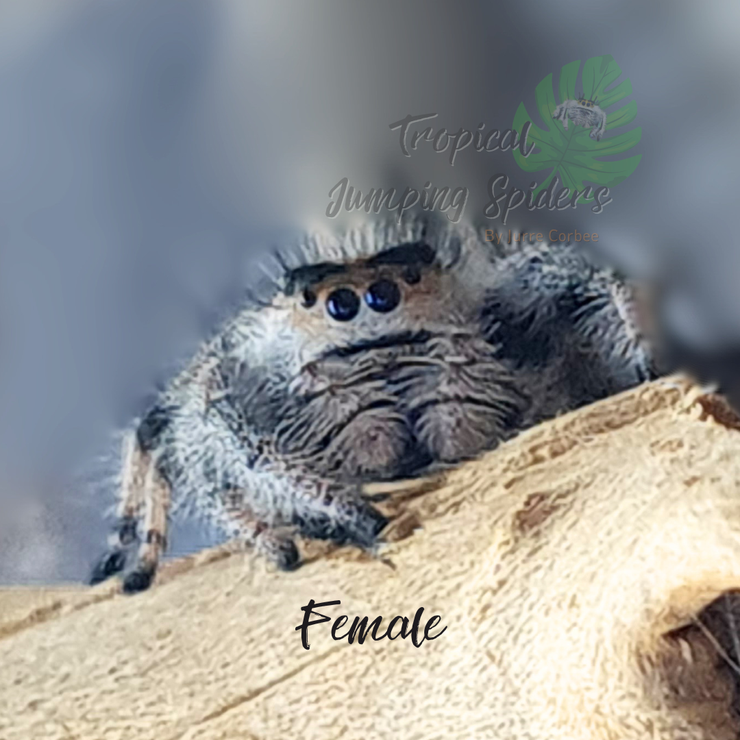 Phidippus Regius Everglades