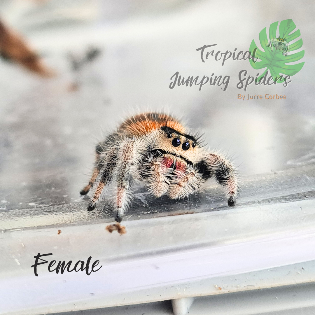 Phidippus Regius Guadeloupe